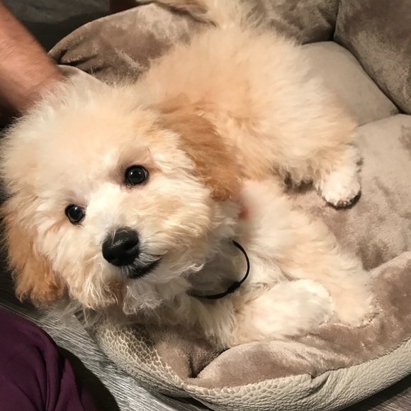Meet your Posher, Tooba - Picture 1 of 1